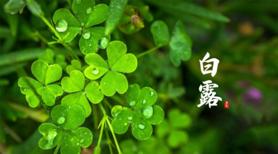 白露時節！ 金環電器提醒大家要注意這些事項